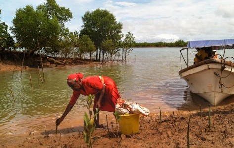 Tree Nation So Eco tree planting