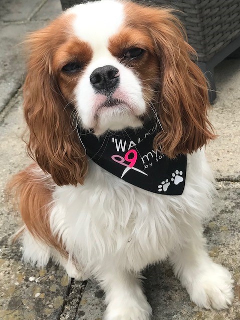 Trevor Sorbie hairdresser King Charles Cavalier dog Lisbon