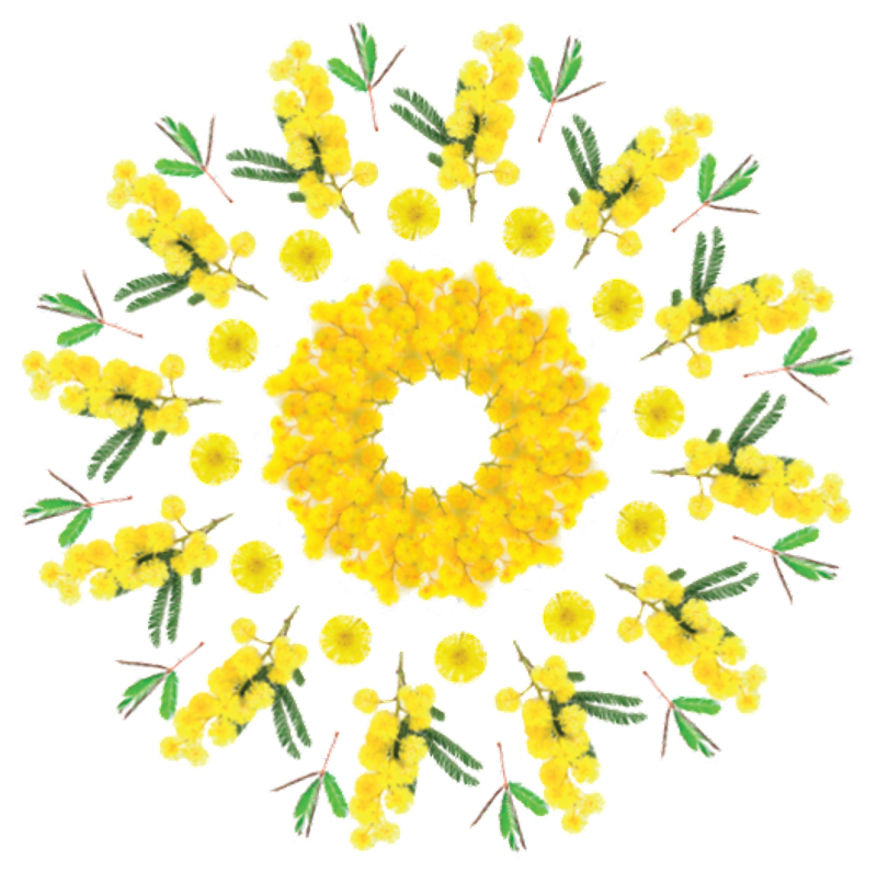 Mandala Mimosa