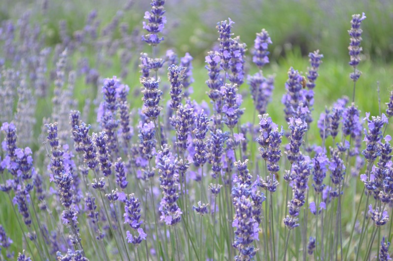 Oway Lavendar